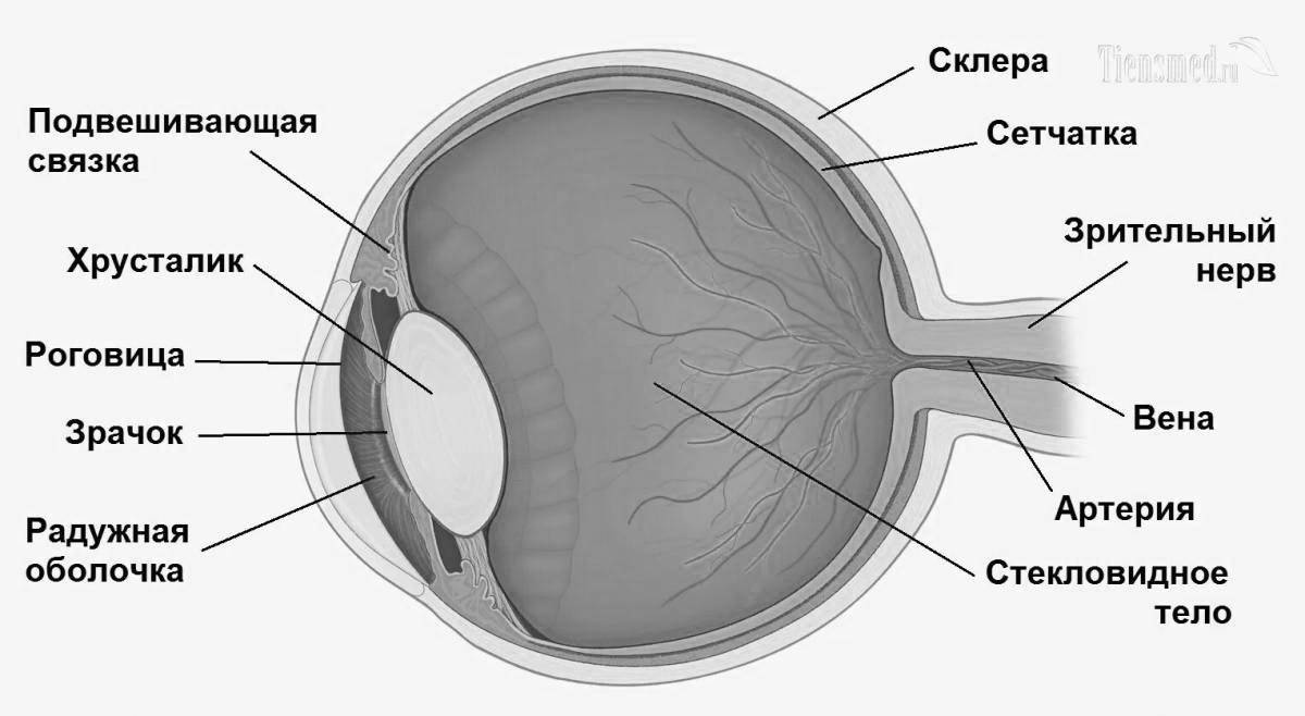 Coloring page of eye structure illuminating eyes