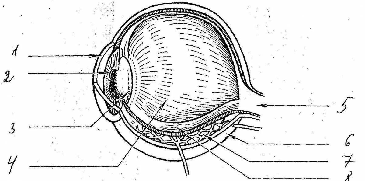 Coloring the structure of the eye
