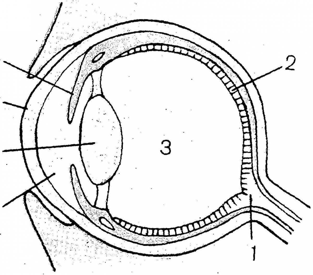 Какой цифрой на рисунке обозначена часть глаза выполняющая функцию аккомодации
