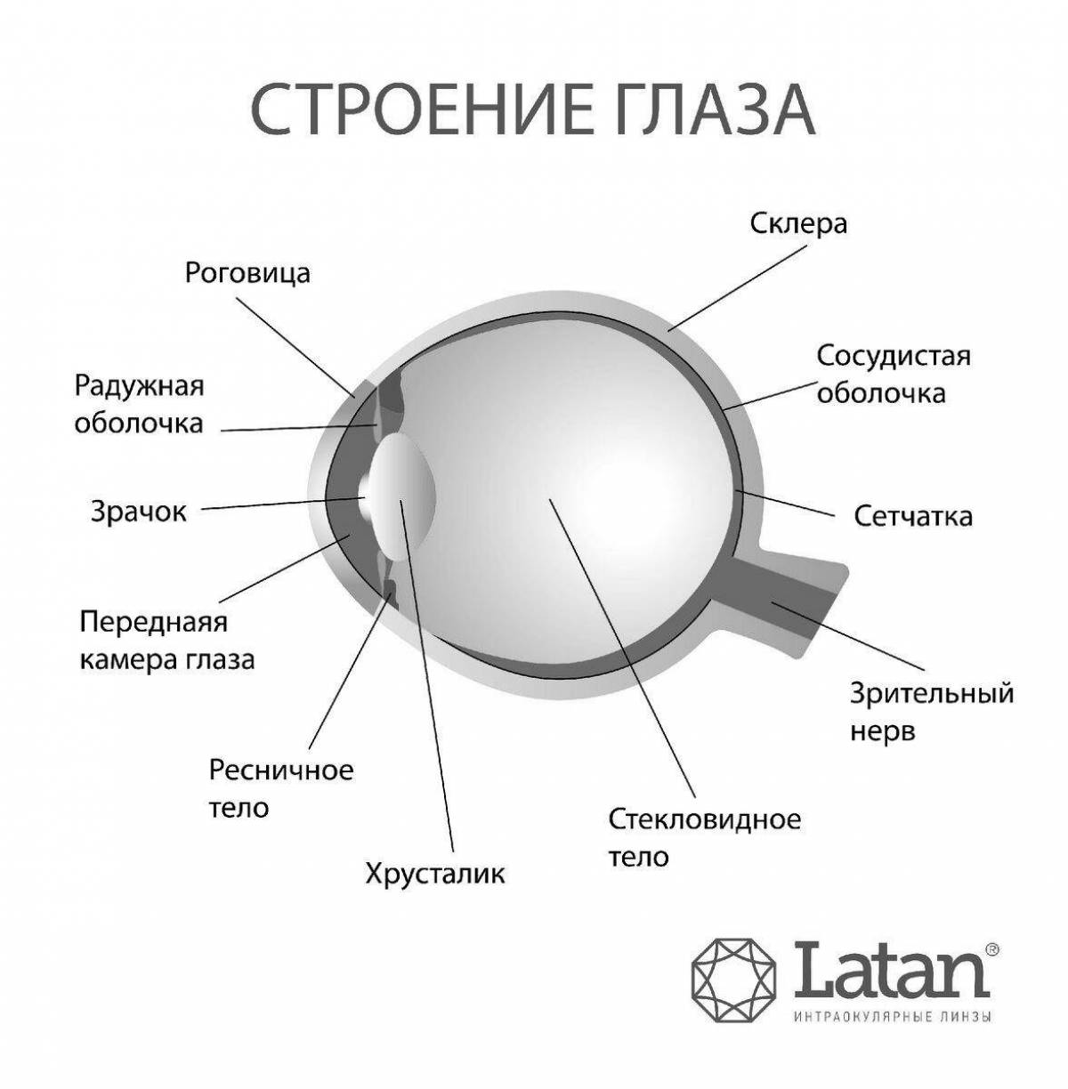 Eye-coloring eye structure coloring page