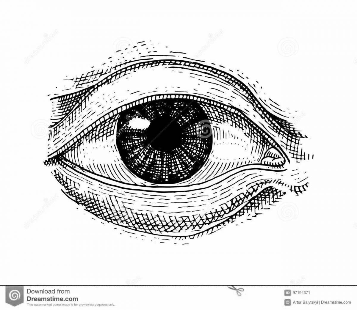 Страница раскраски структуры глаза, показывающая глаза
