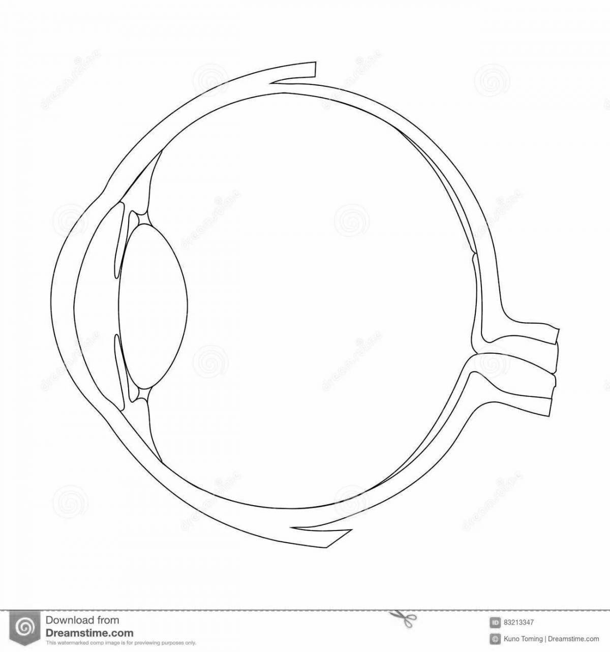 Illuminated eye structure coloring page