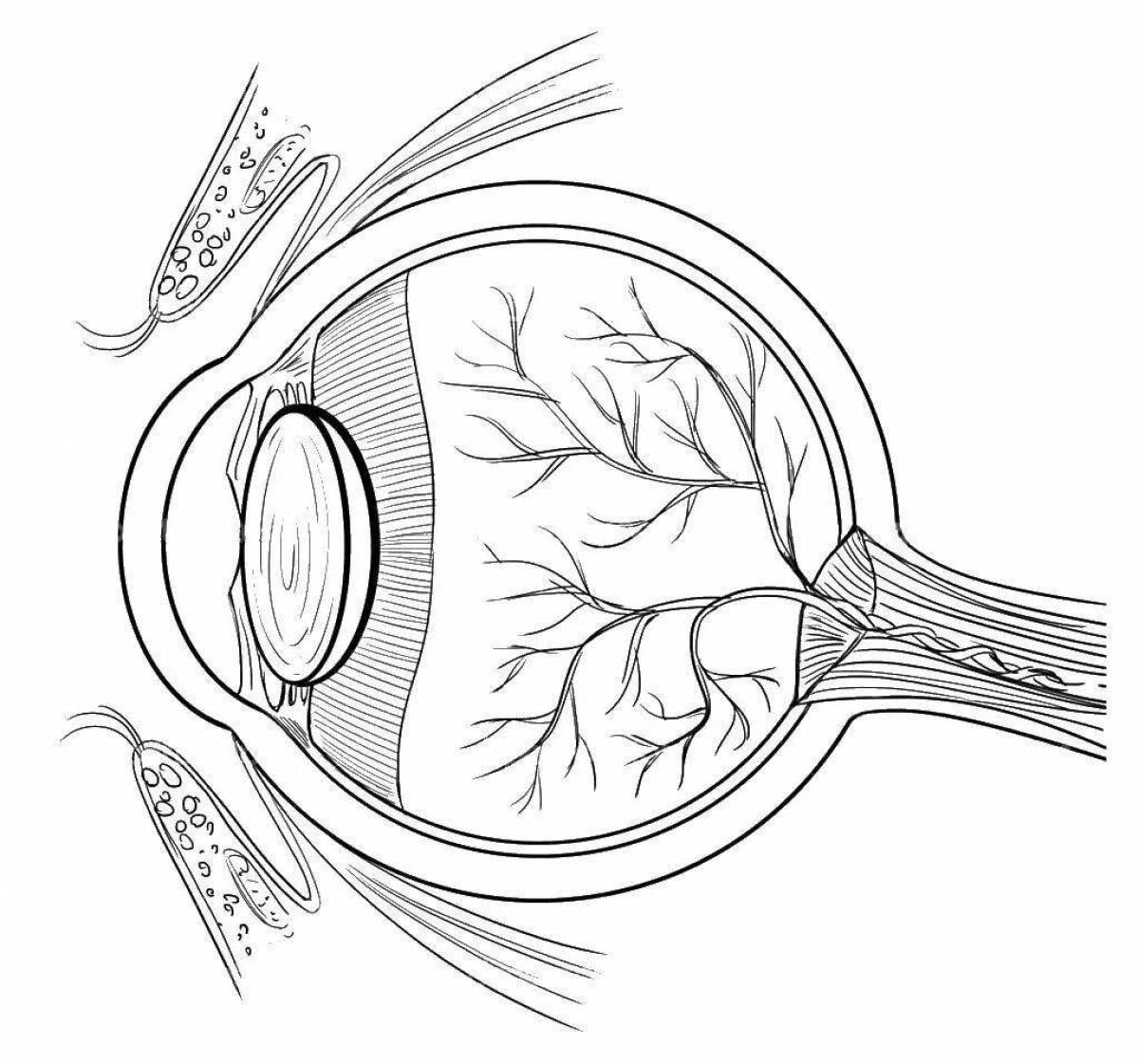 Coloring page of eye structure describing eyes