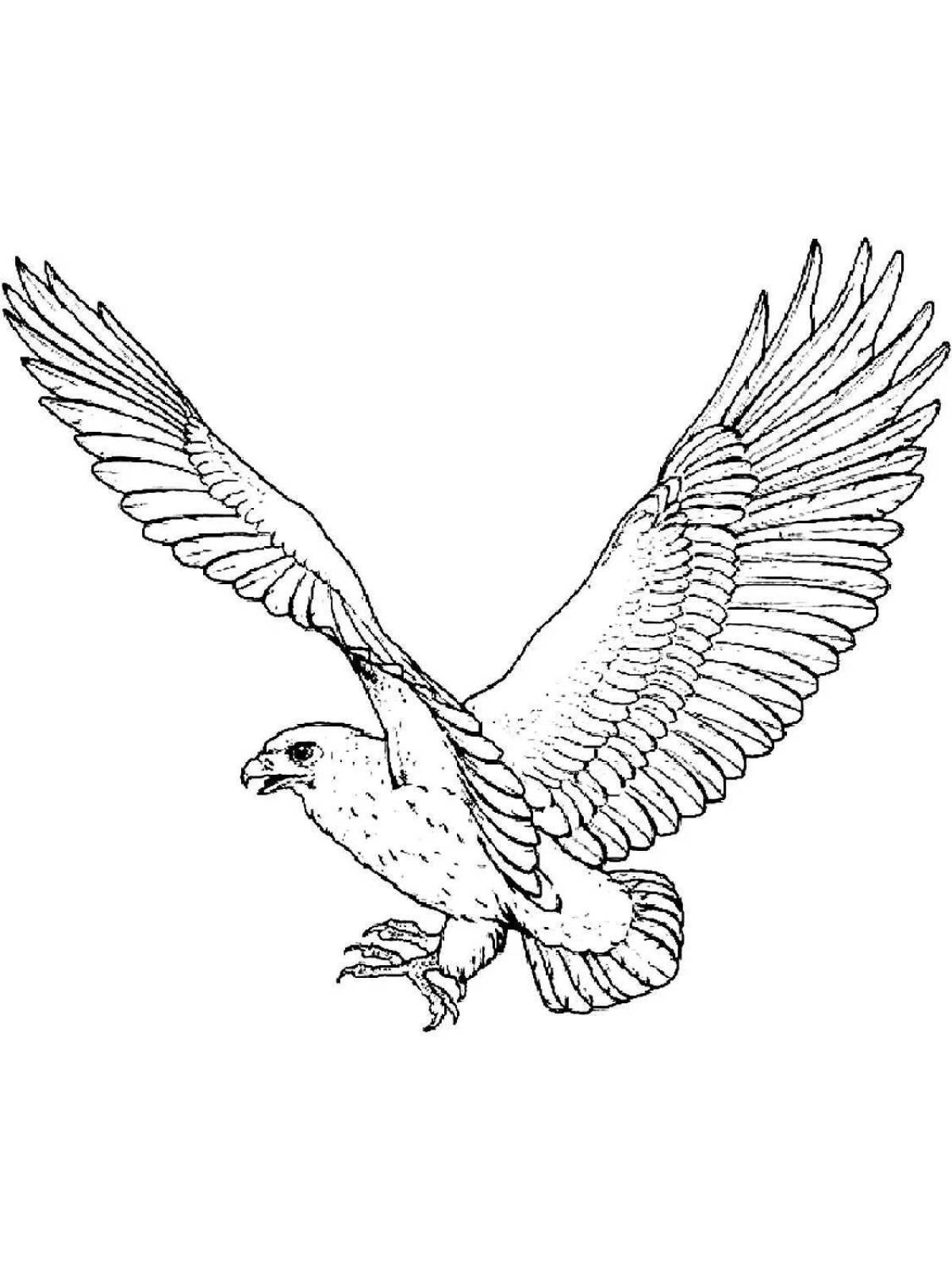 Coloring elegant peregrine falcon
