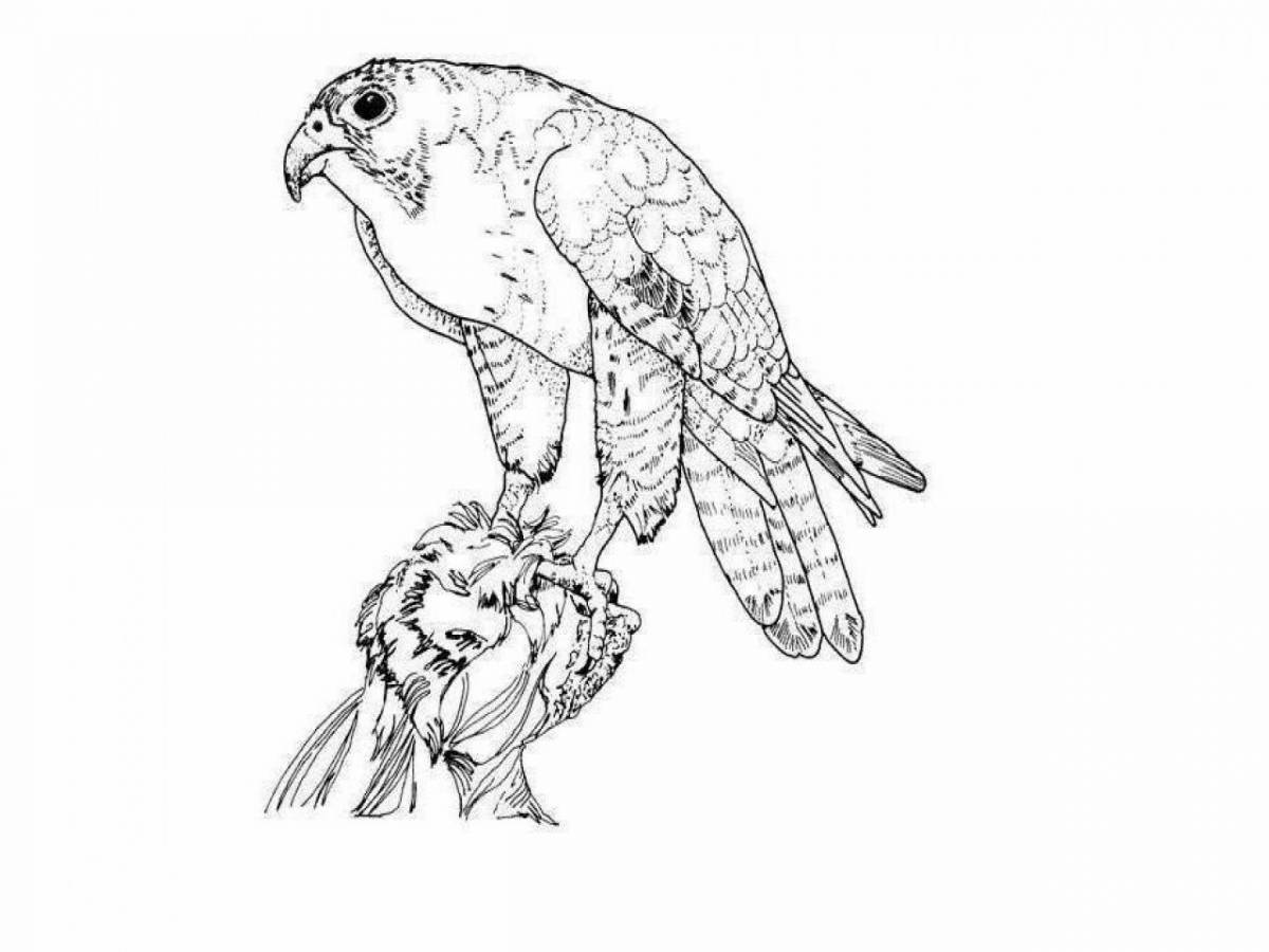 Coloring page charming peregrine falcon