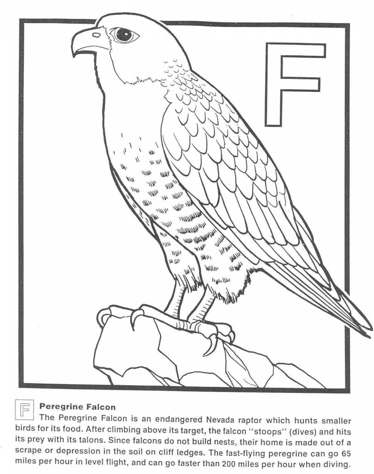 Coloring page beautiful bird peregrine falcon