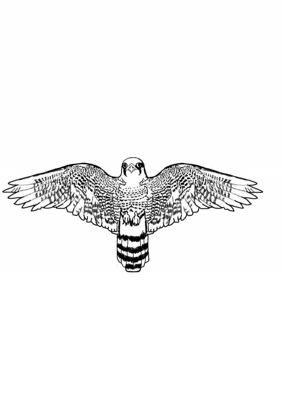 Coloring page cute peregrine falcon