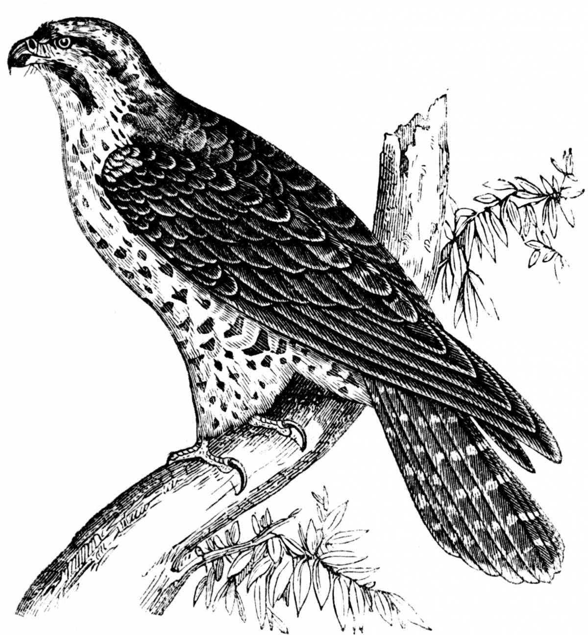 Charming peregrine bird coloring book
