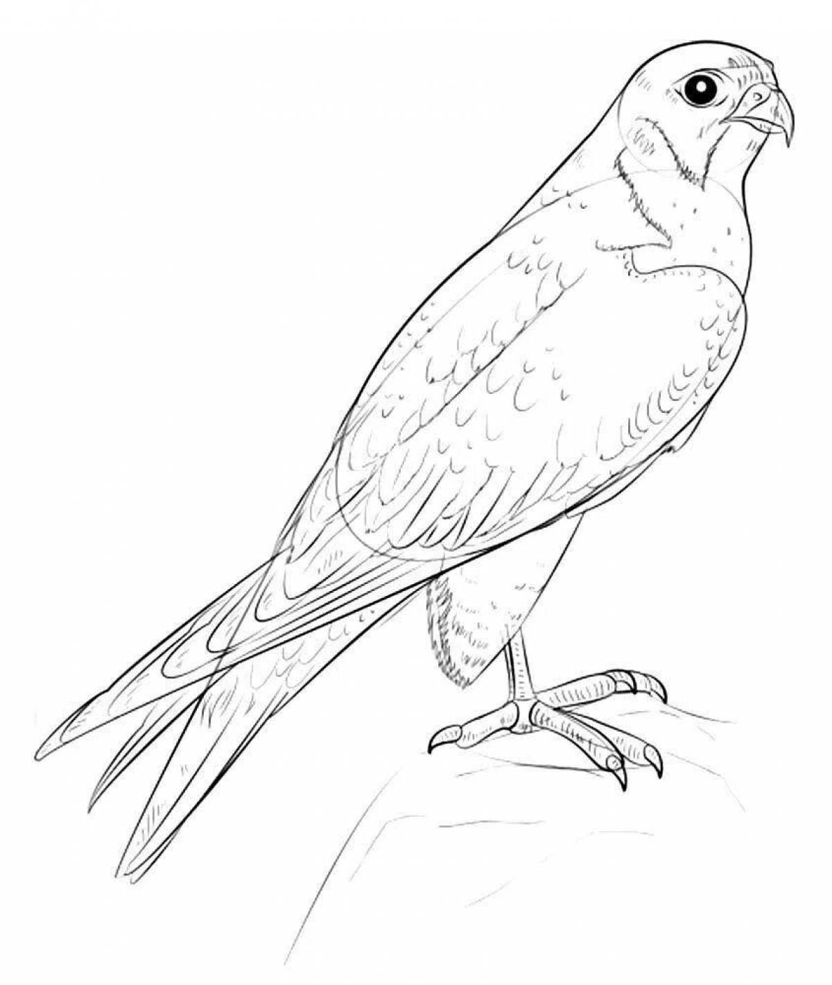 Coloring book wonderful peregrine falcon