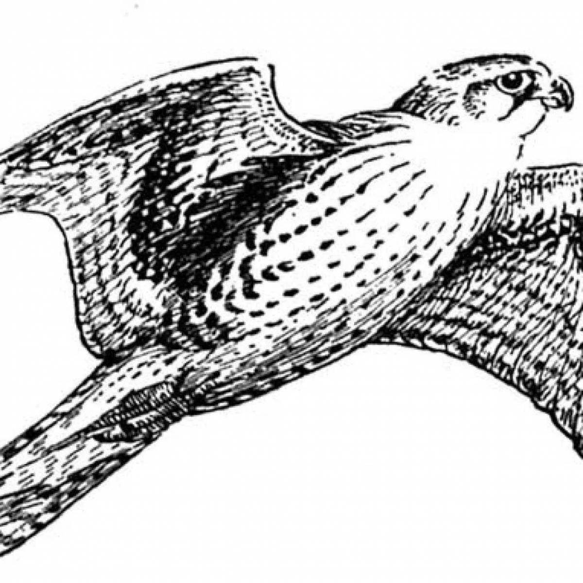 Coloring page wonderful peregrine falcon