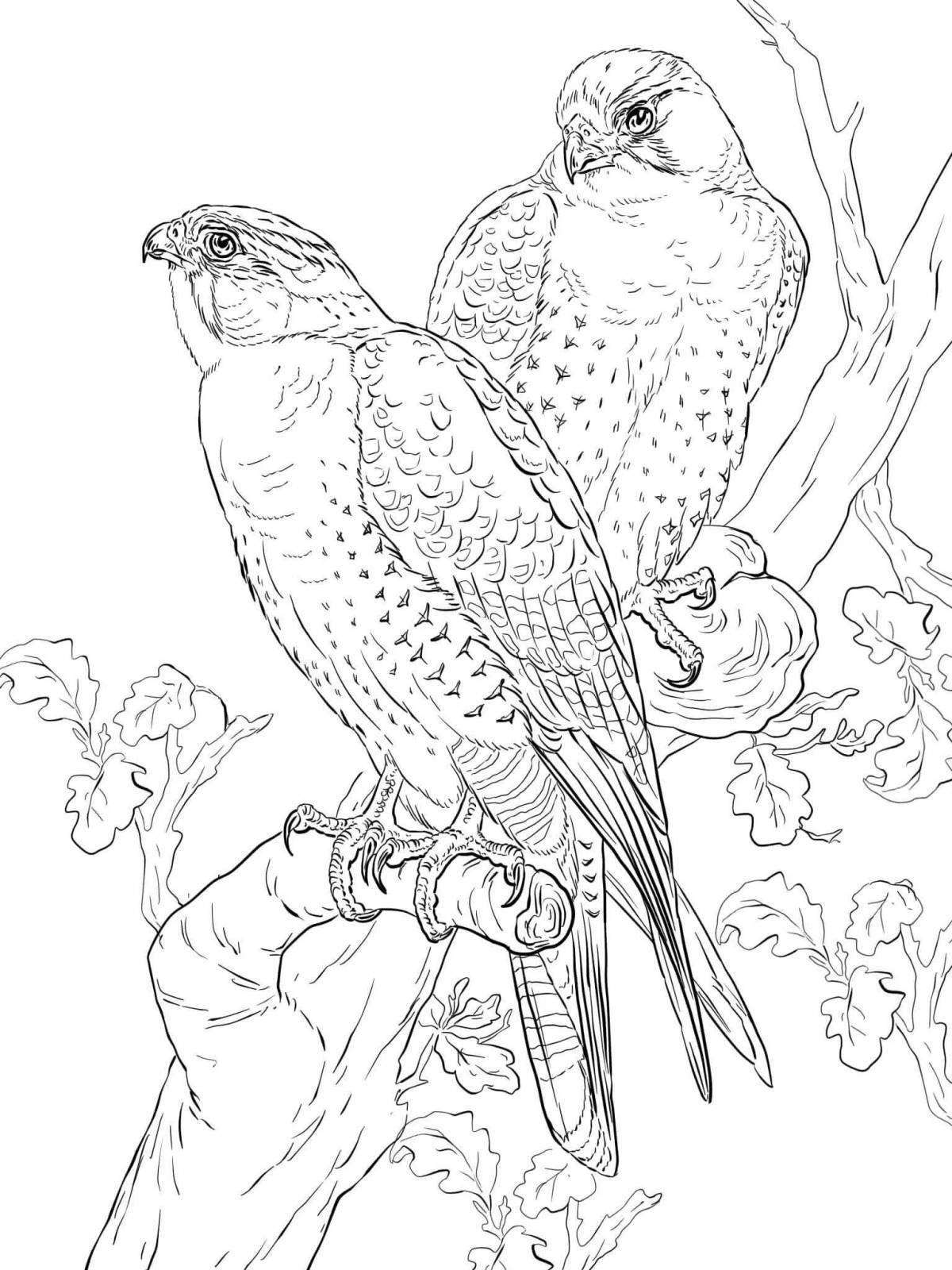 Artistic peregrine falcon bird coloring page