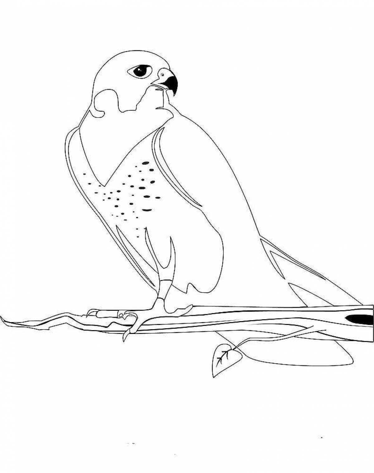 Colorful peregrine bird coloring page