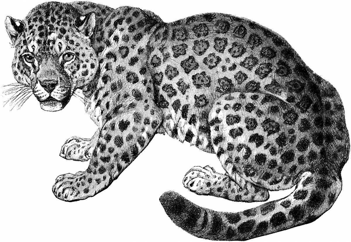 Coloring page magnificent jaguar