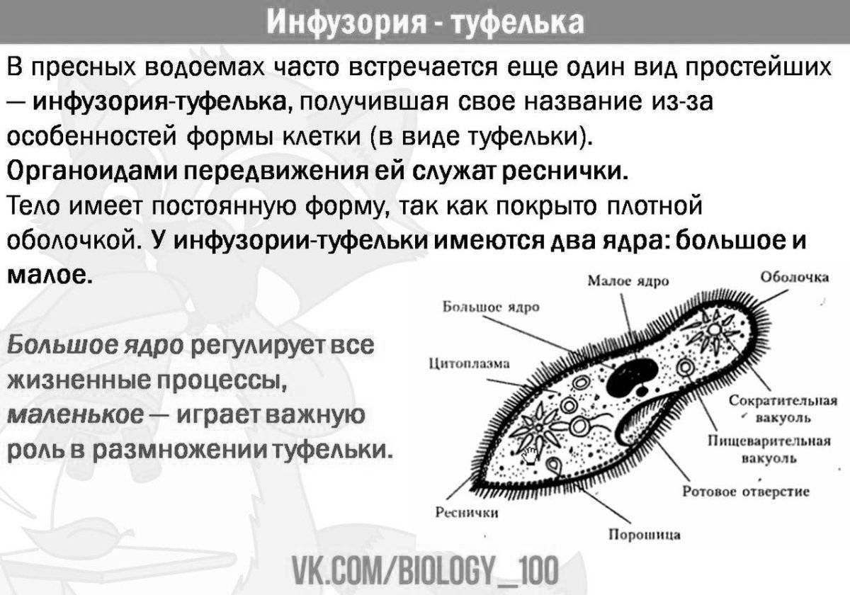 Радостная раскраска инфузория туфелька