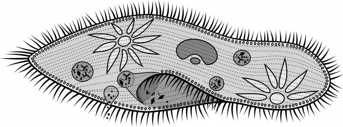 Adorable coloring book ciliates slipper