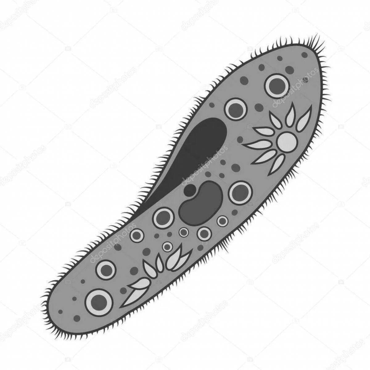 Прекрасная раскраска инфузория туфелька