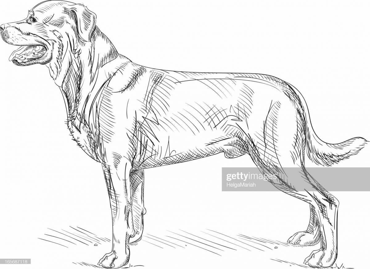 Раскраска ласковый ротвейлер