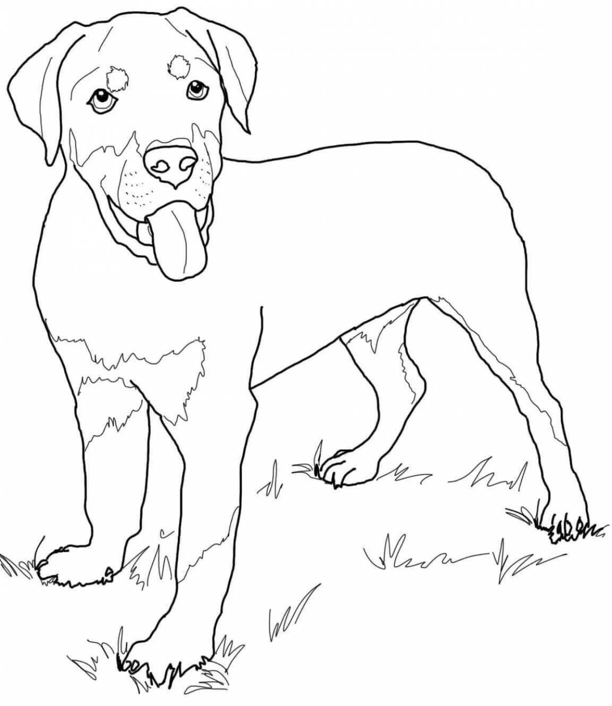 Coloring page cheeky rottweiler