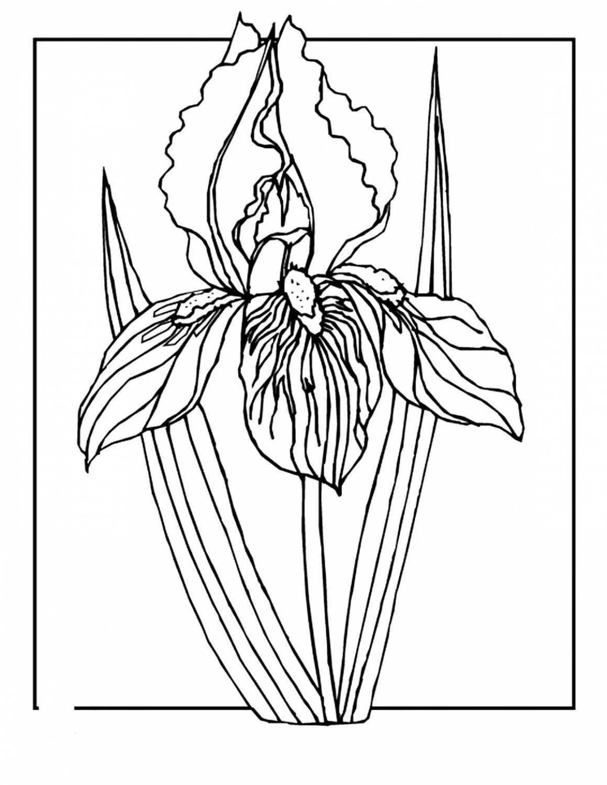 раскраска ирисы для детей. раскраска. ирисы цветы трафарет. раскраска ирис цветок. ирисы эскизы для росписи.