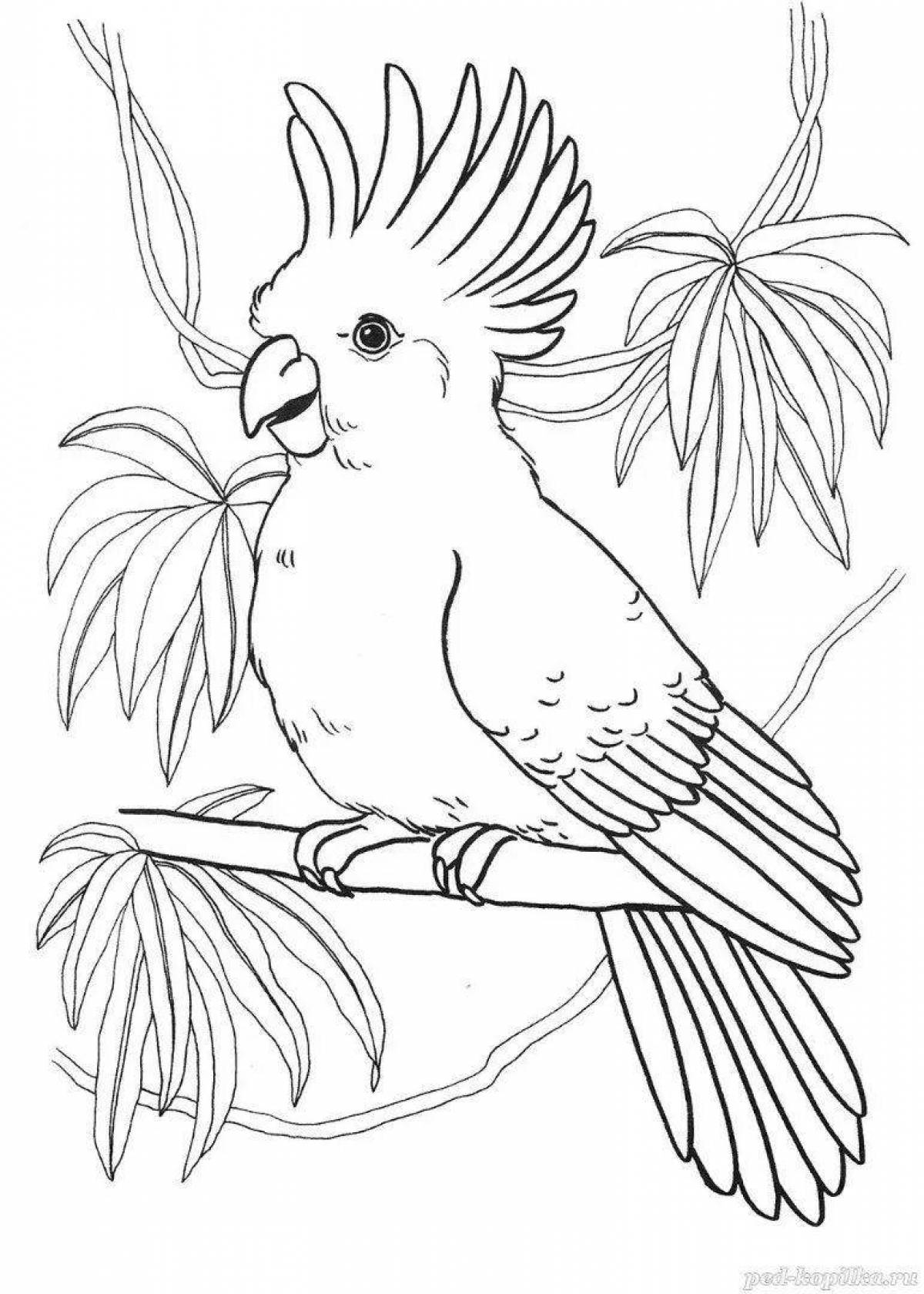 Coloring majestic cockatoo