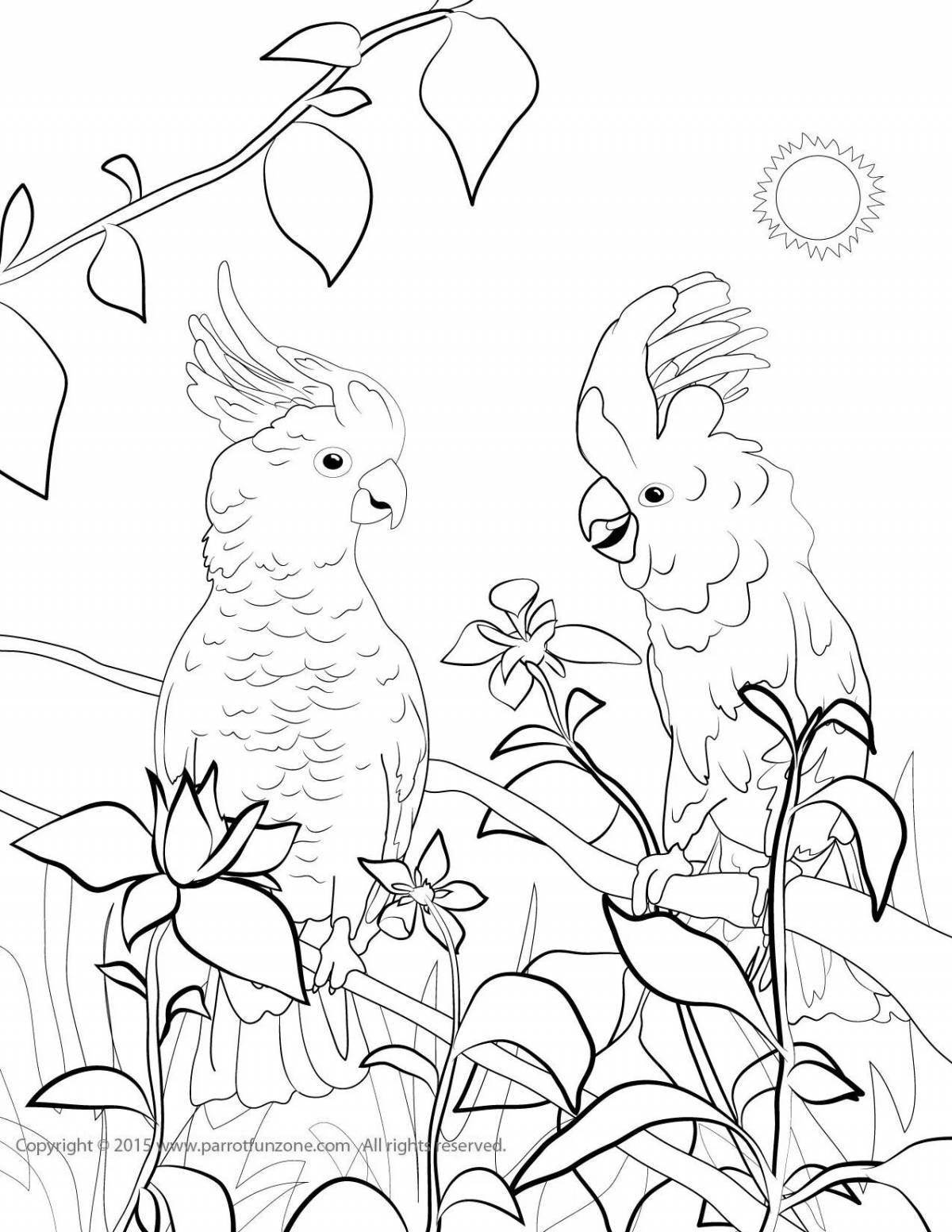 Coloring exotic cockatoo