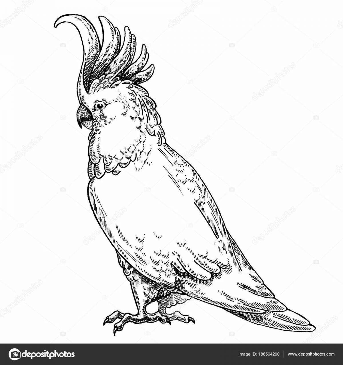 Coloring page adorable parrot