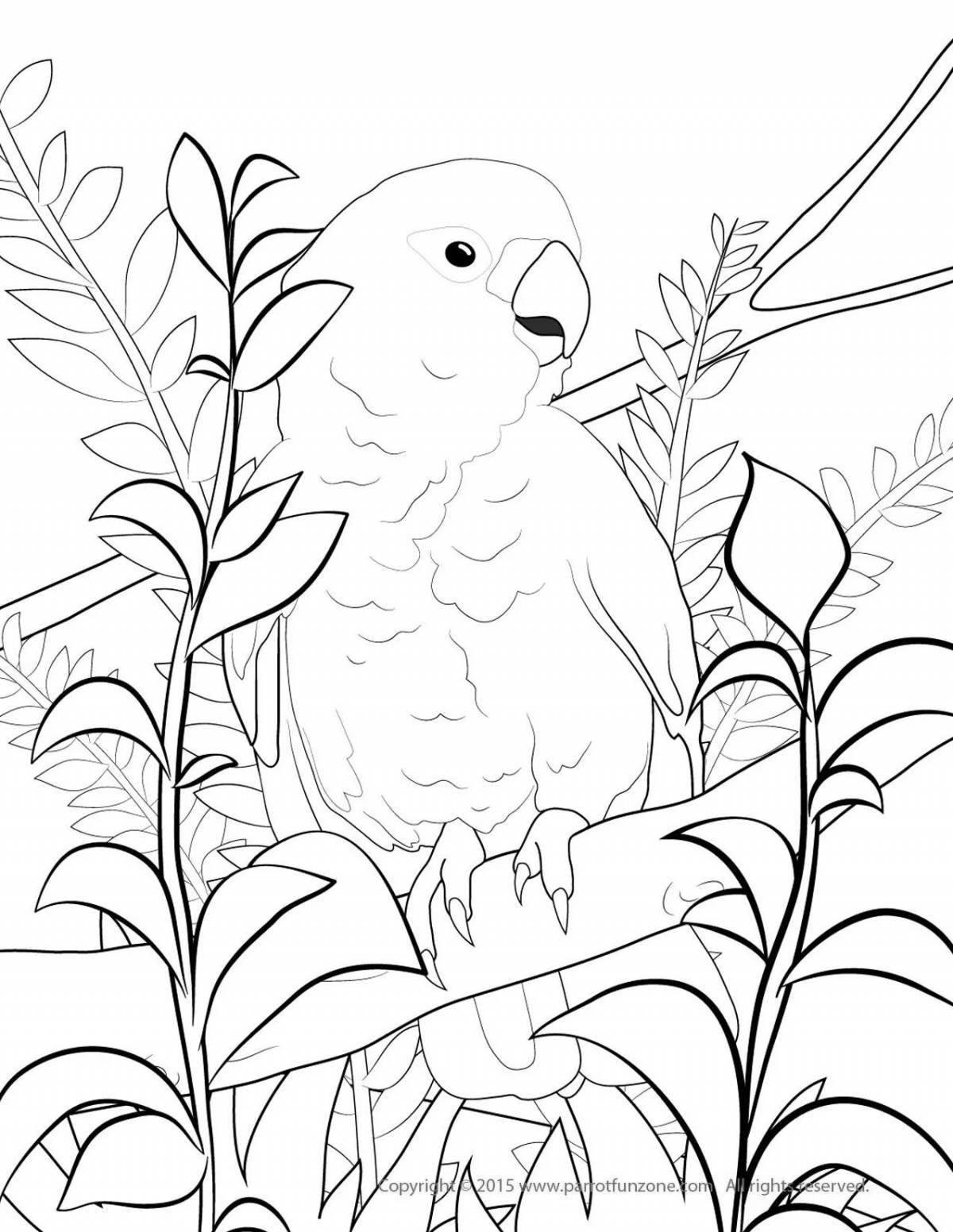 Раскраска живой попугай
