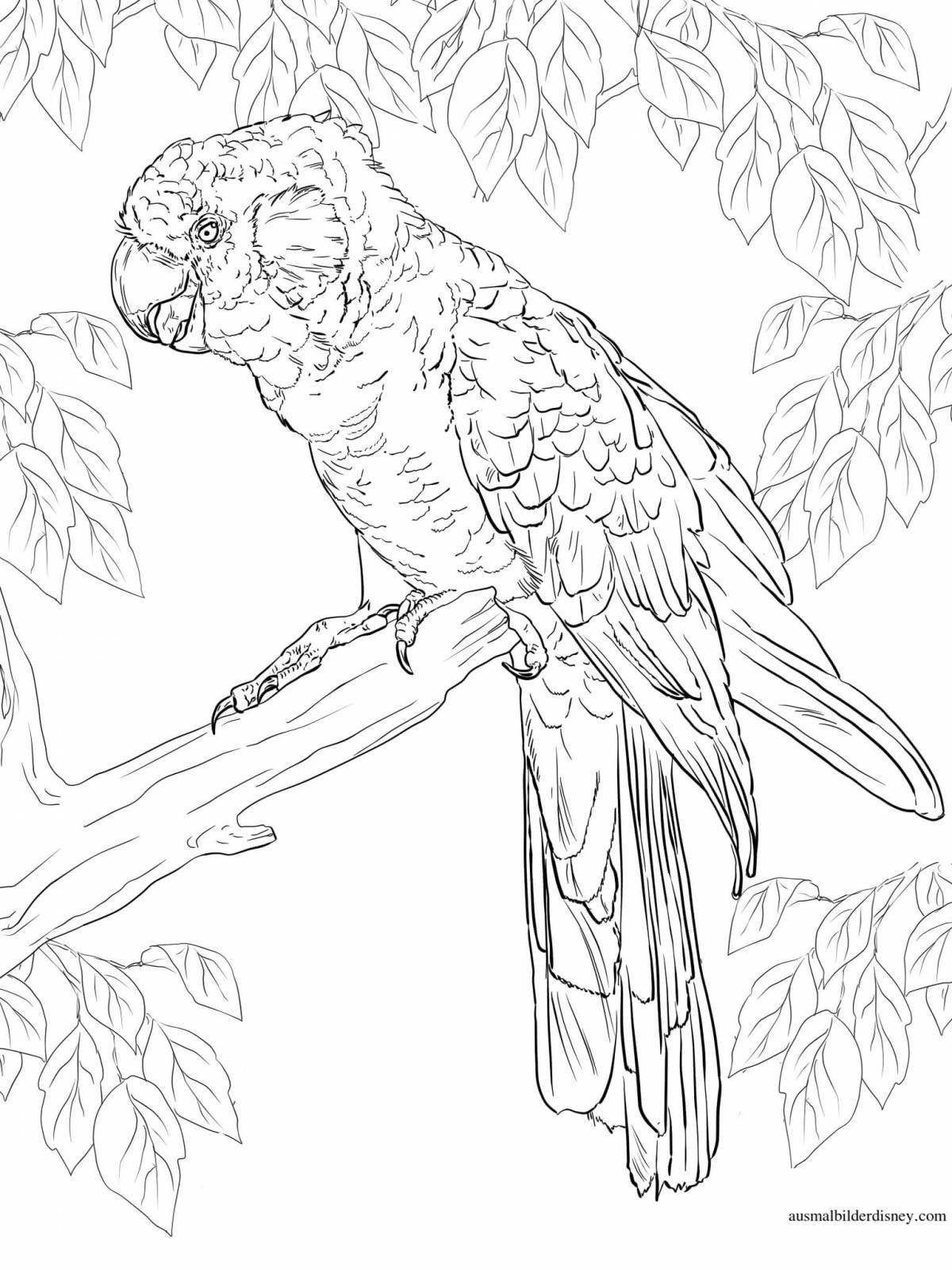 Coloring page energetic parrot