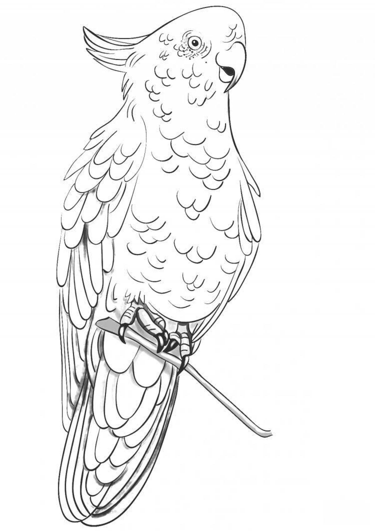 Royal cockatoo coloring page