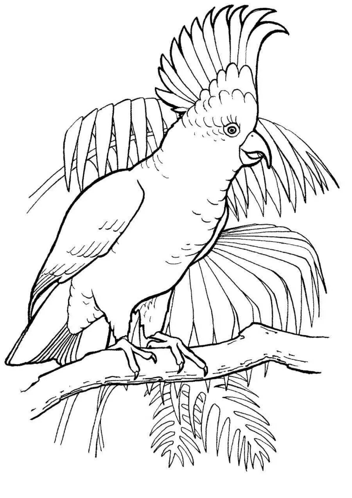 Cockatoo parrot #3