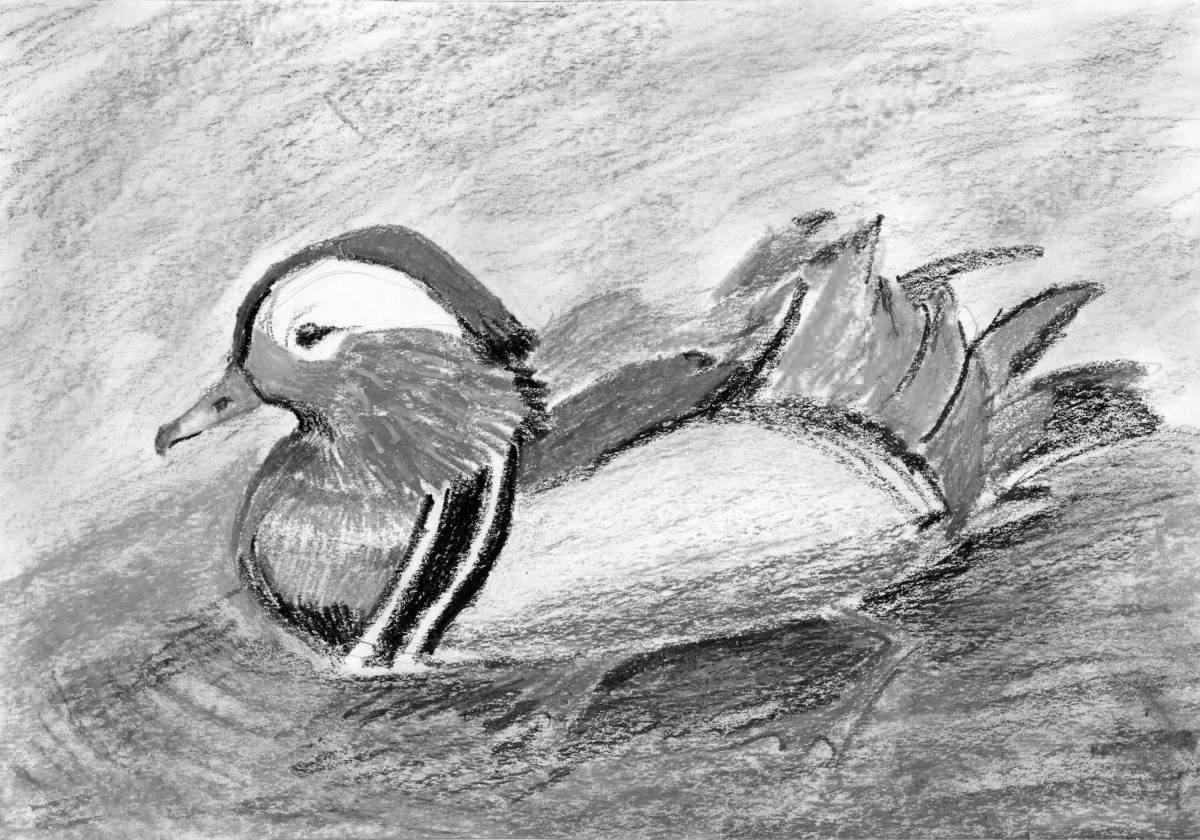 Photo Coloring page graceful mandarin bird