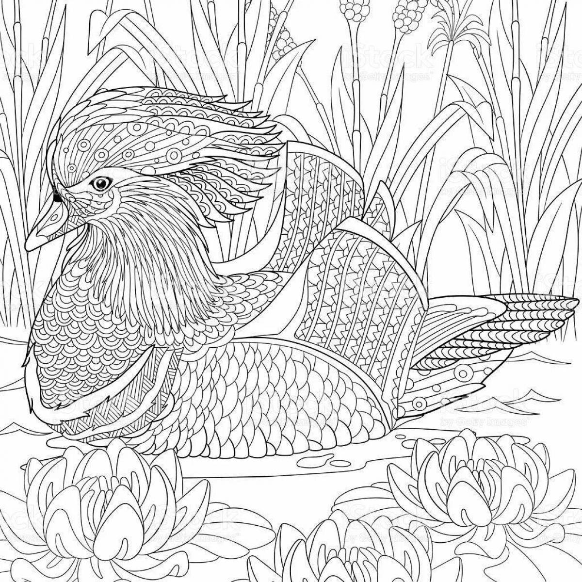 Photo Coloring book charming mandarin bird