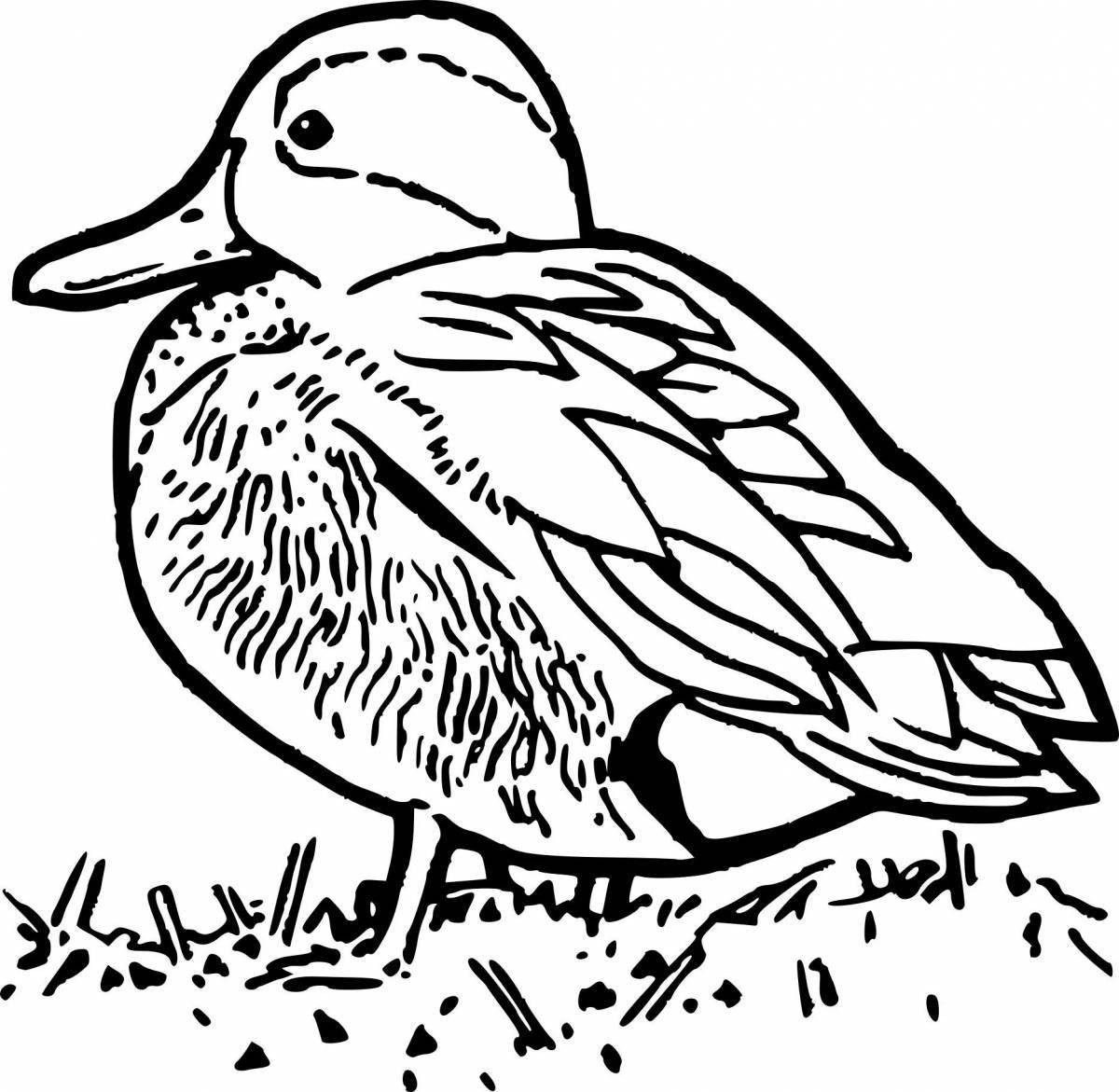 Photo Lovely mandarin bird coloring page