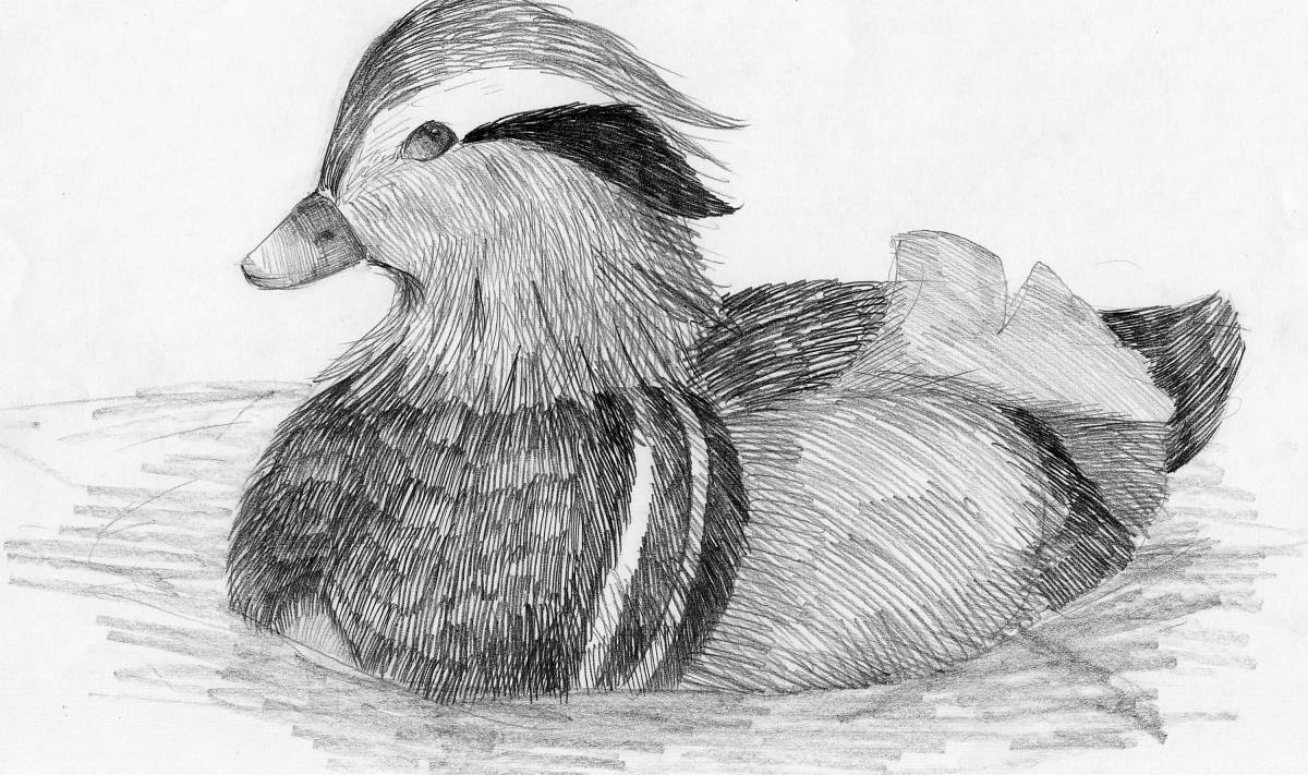 Photo Charming mandarin bird coloring book