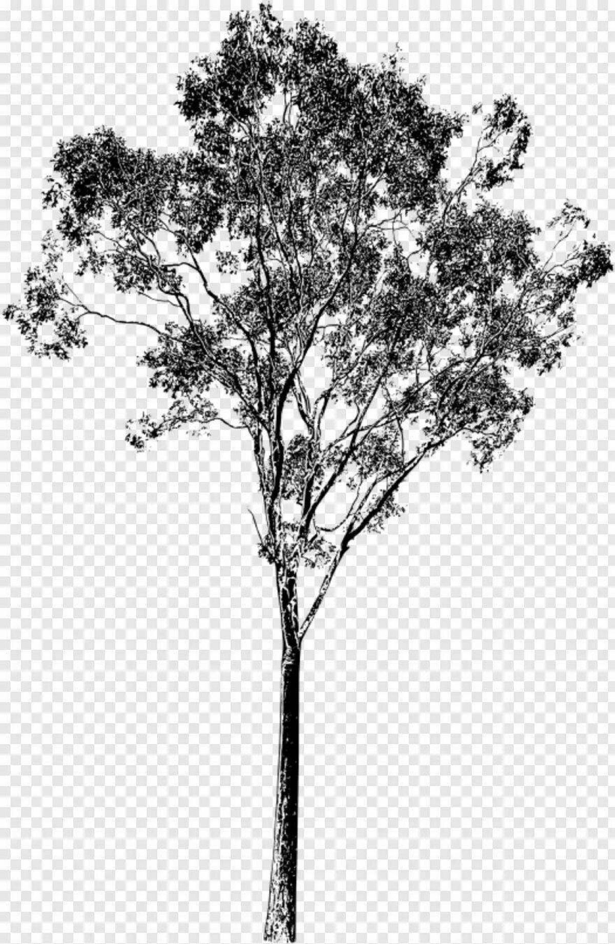 Раскраска мирное эвкалиптовое дерево