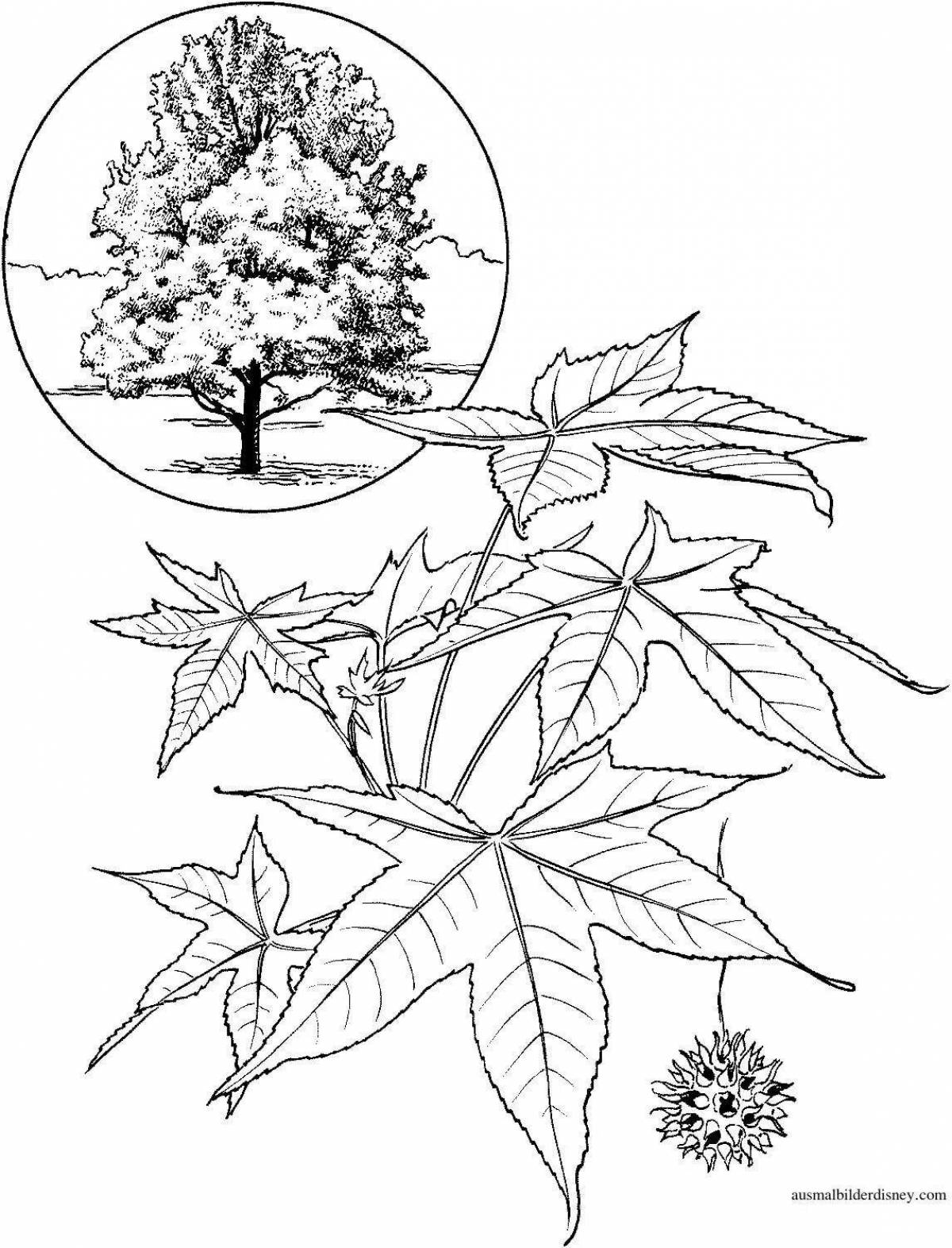 Glowing eucalyptus coloring page