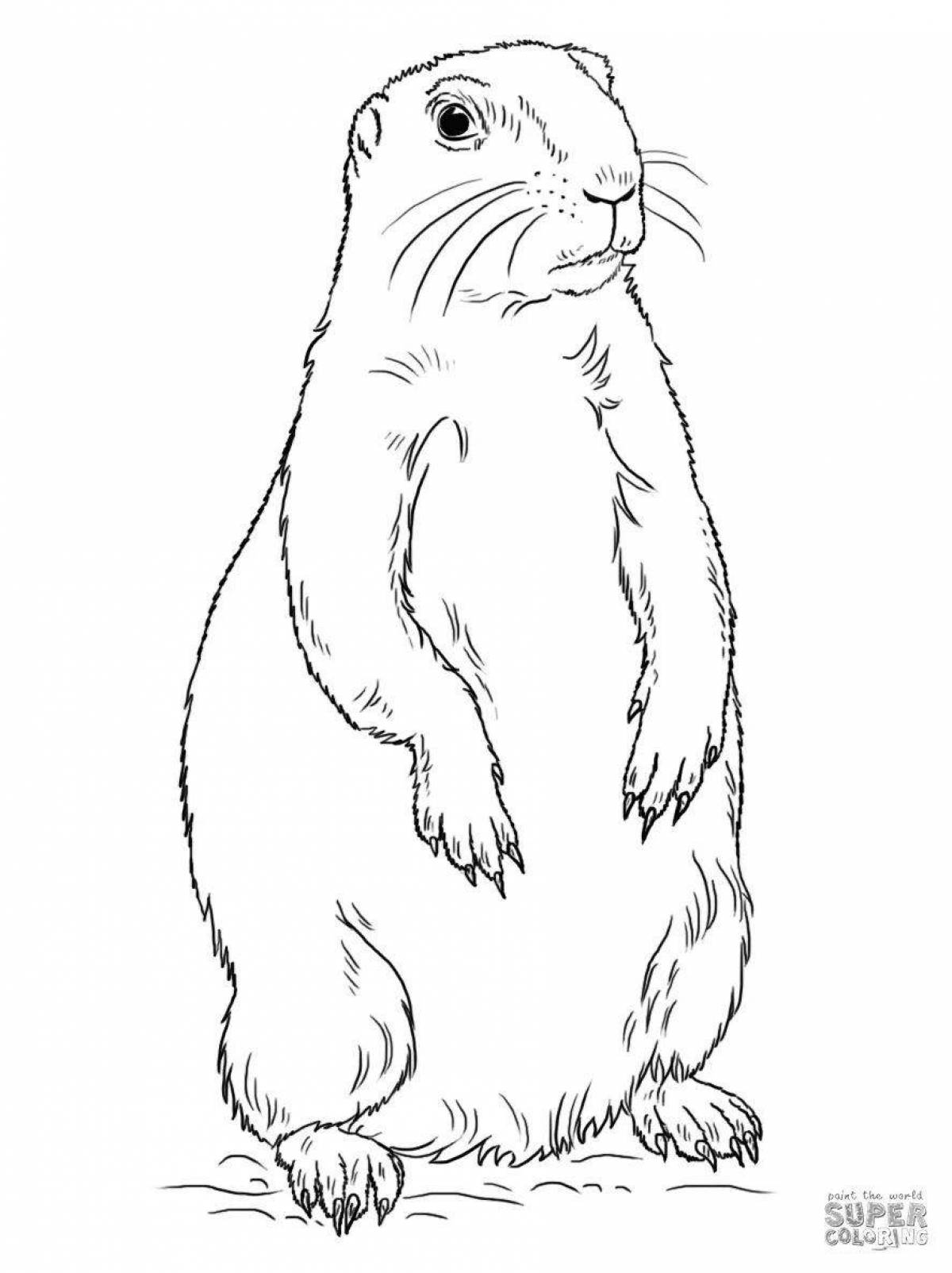 Coloring book cute spotted gopher