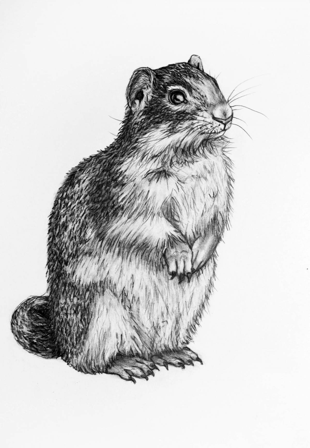 Beautiful speckled gopher coloring page