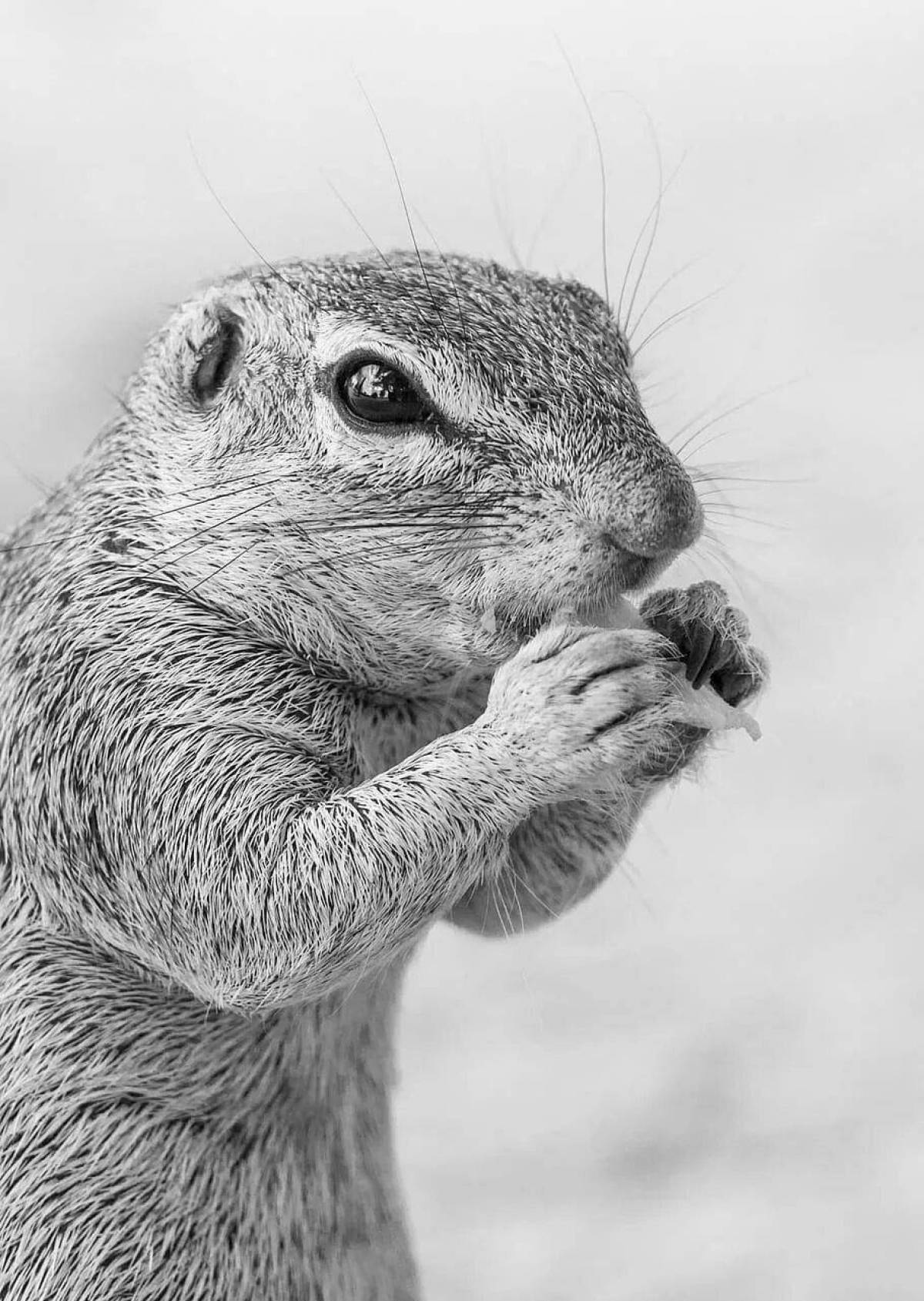 Amazing Speckled Gopher Coloring Page
