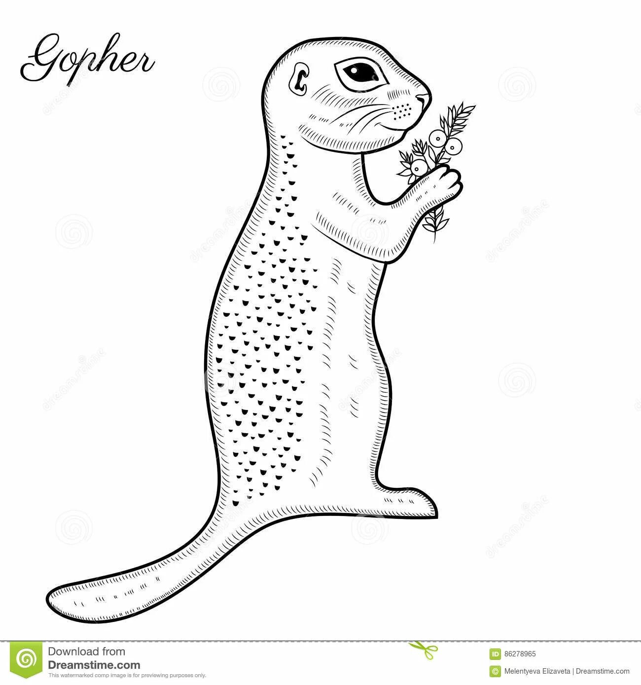 Coloring book magic spotted gopher