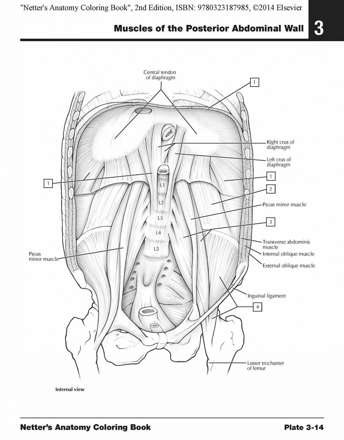 Amazing netter atlas coloring page