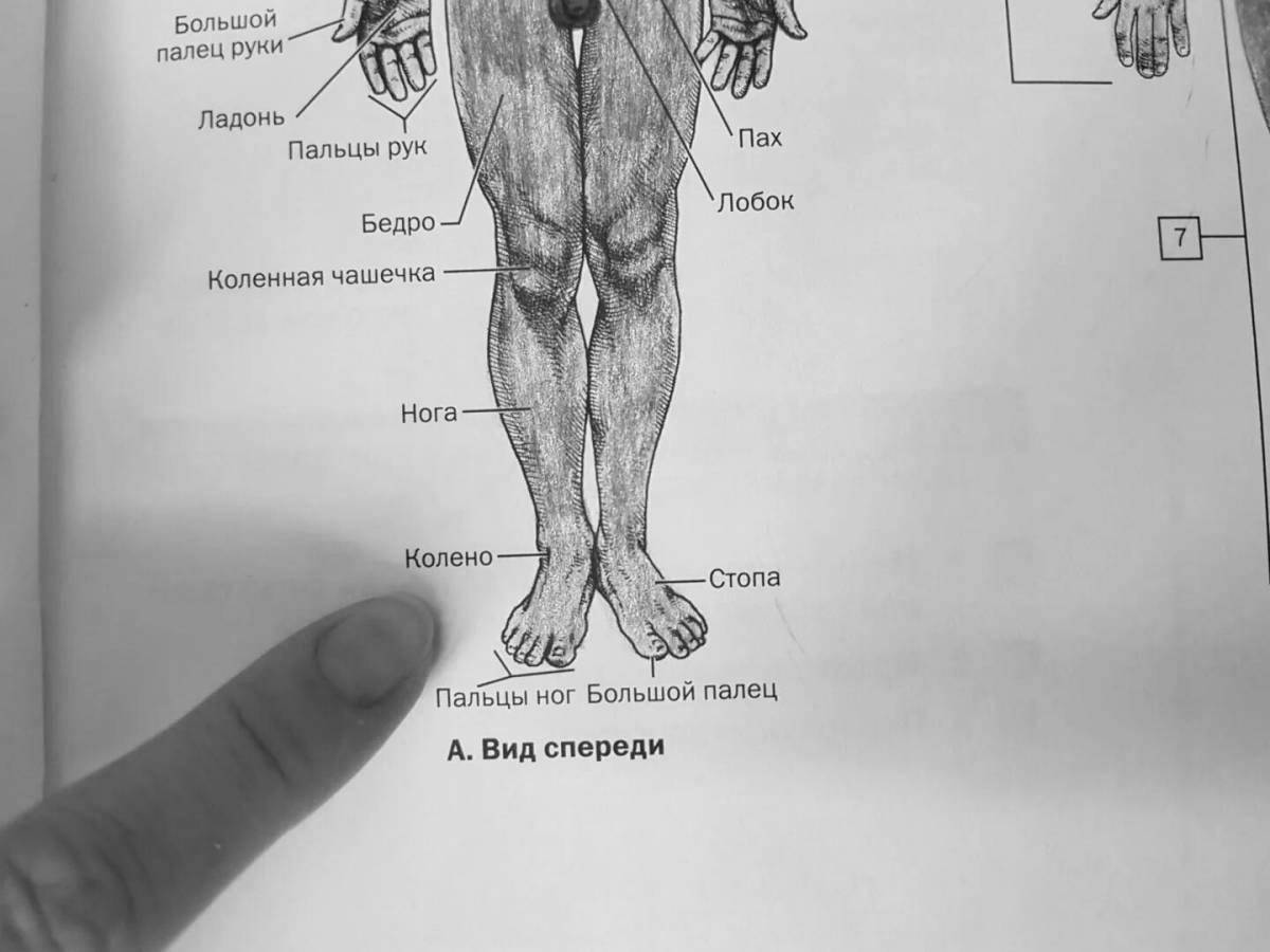 Раскраска элегантный атлас неттер