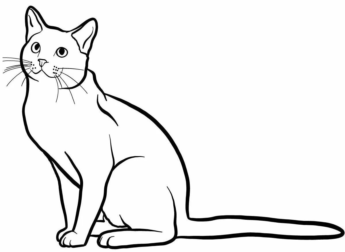 Fancy white cat coloring page