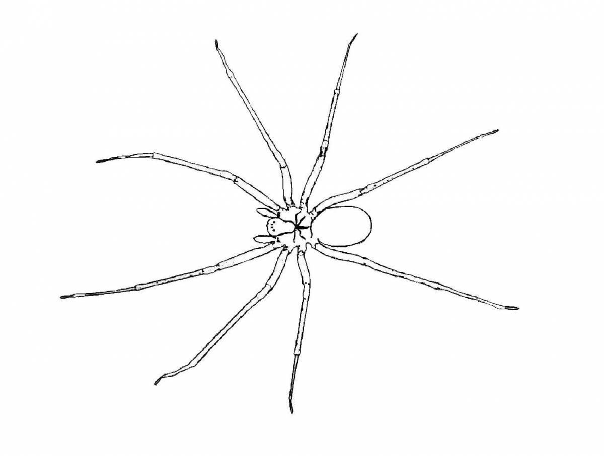 Detailed spider coloring page