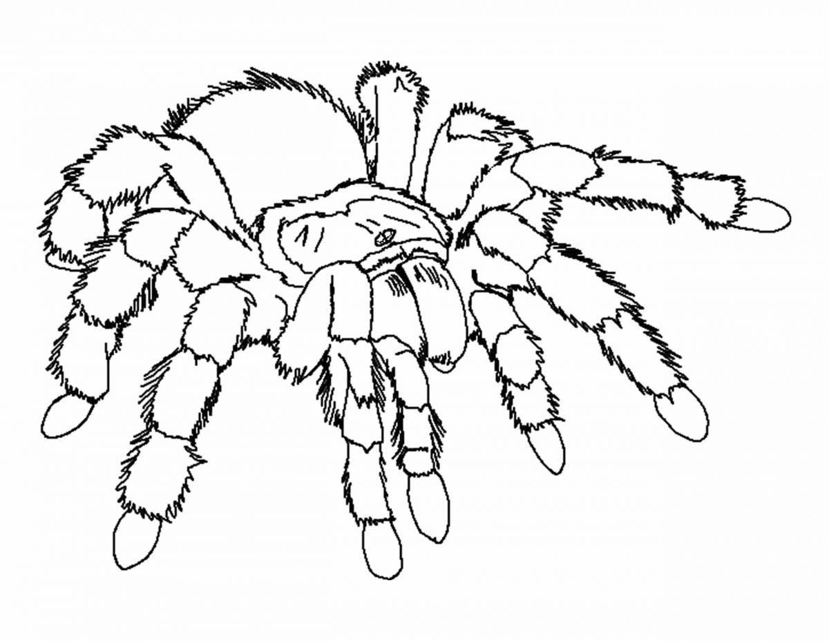 Fat drawing of a spider