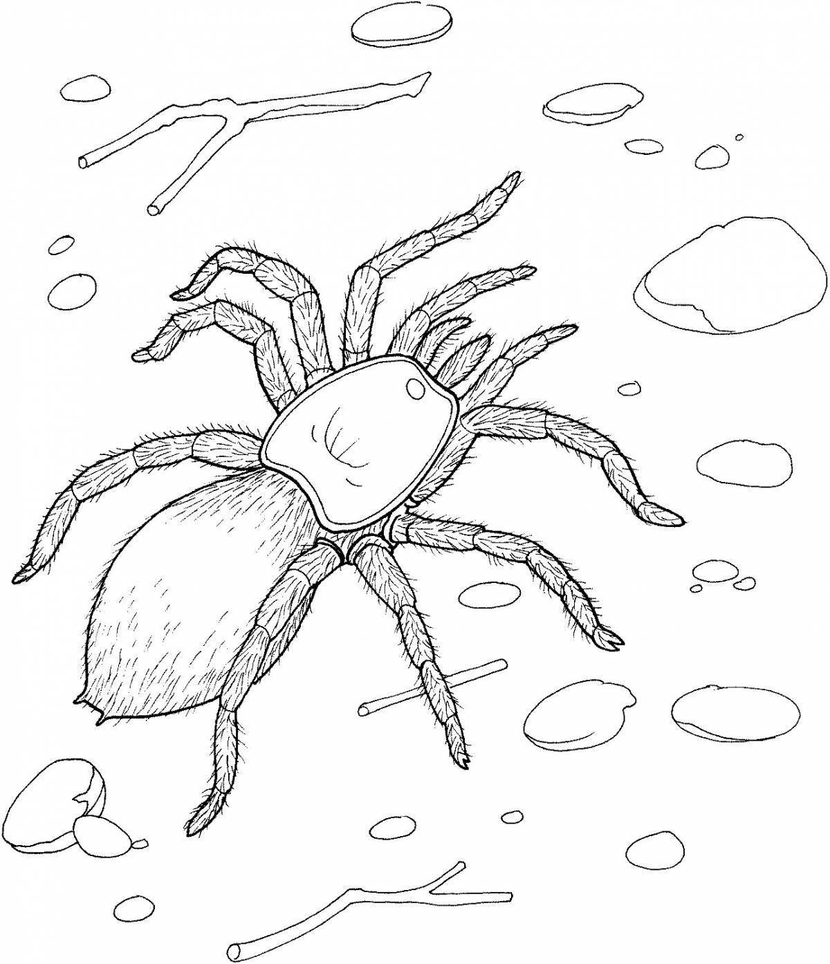 Adorable spider drawing