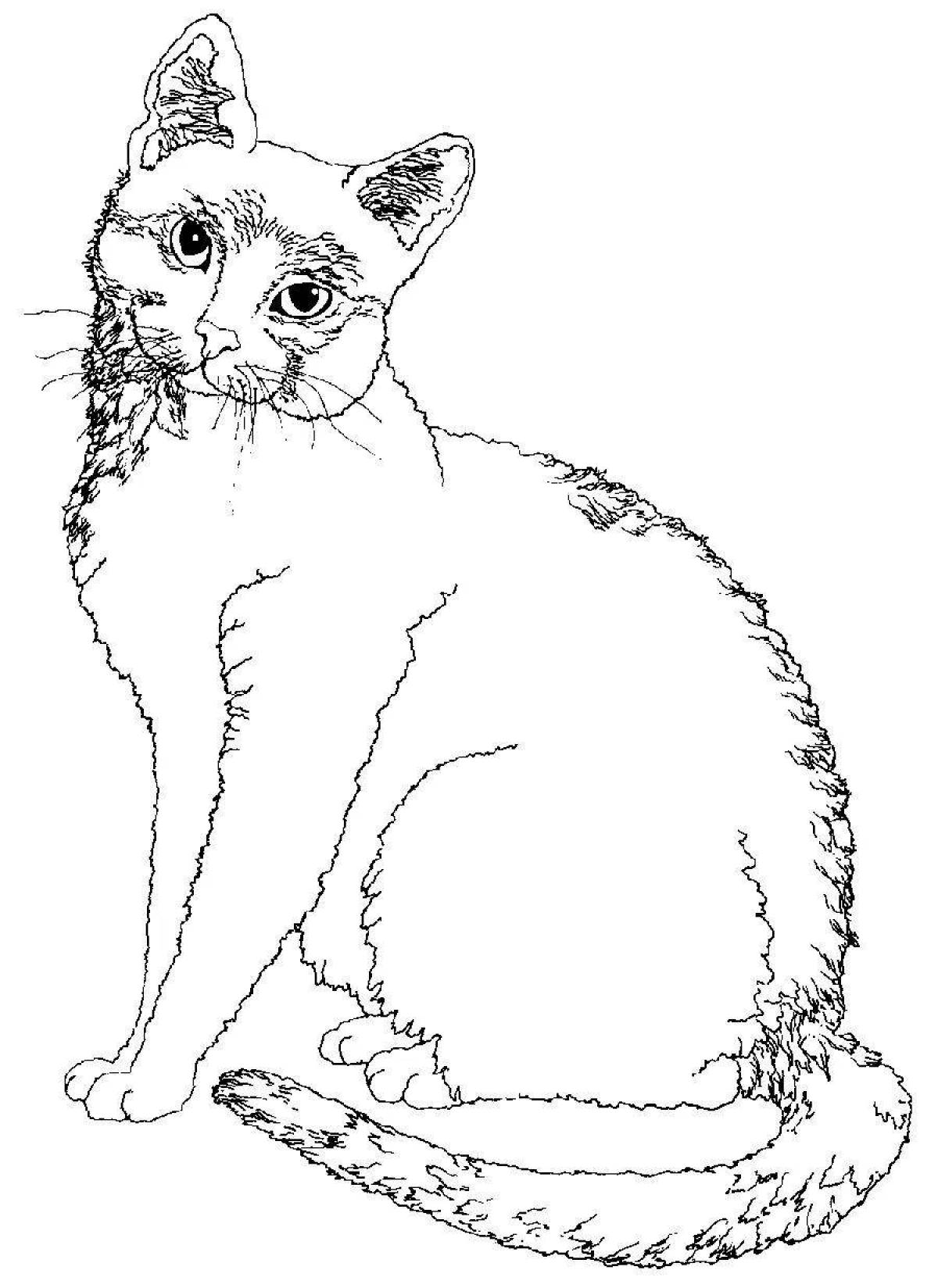 Coloring book fluffy real cat