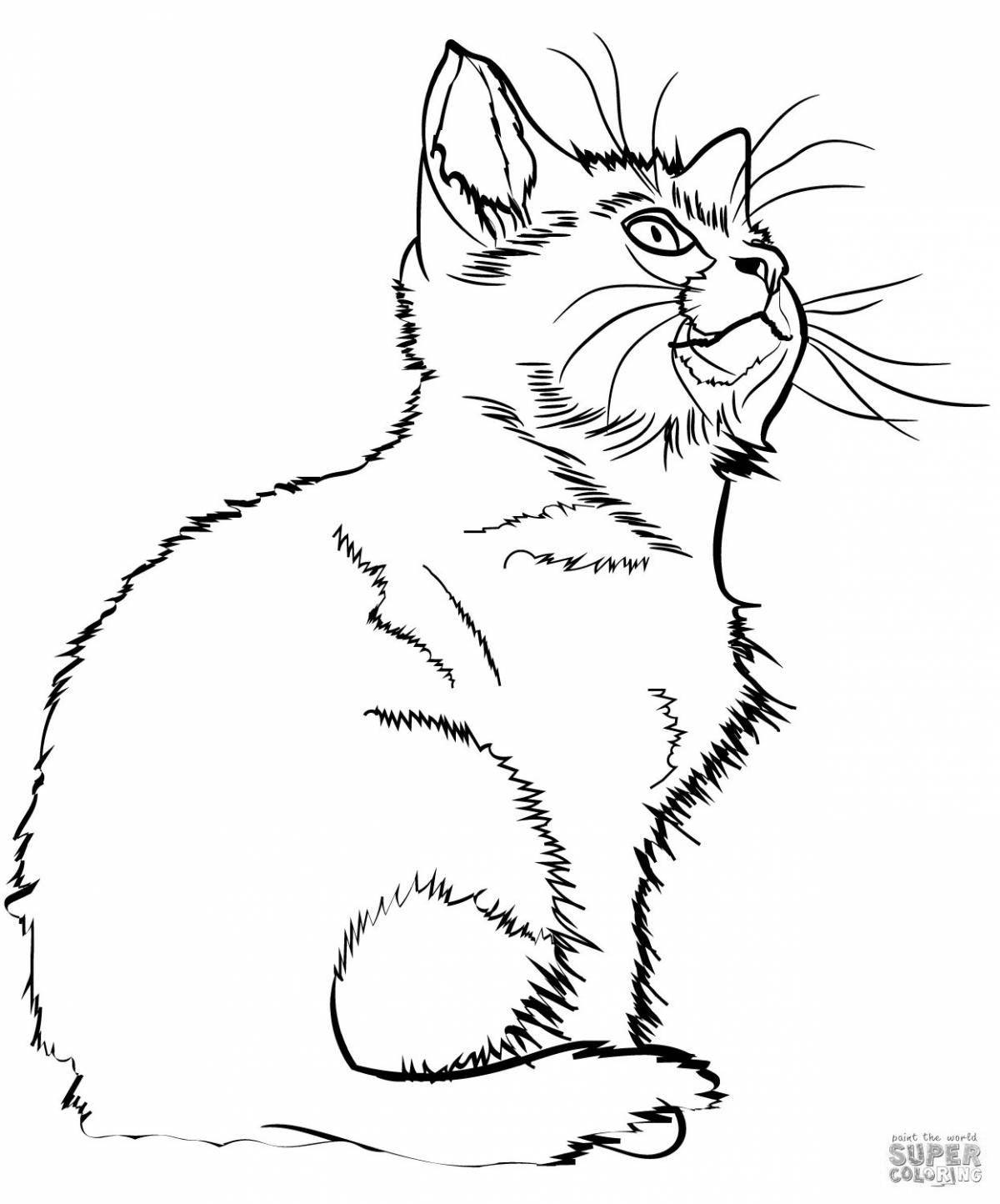 Naughty real cat coloring book