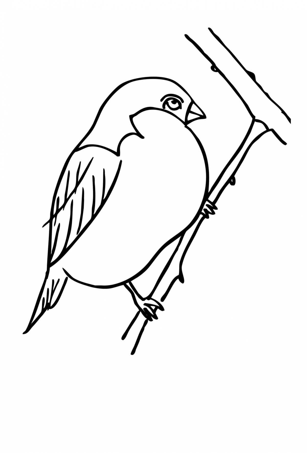 Cute bullfinch coloring for kids