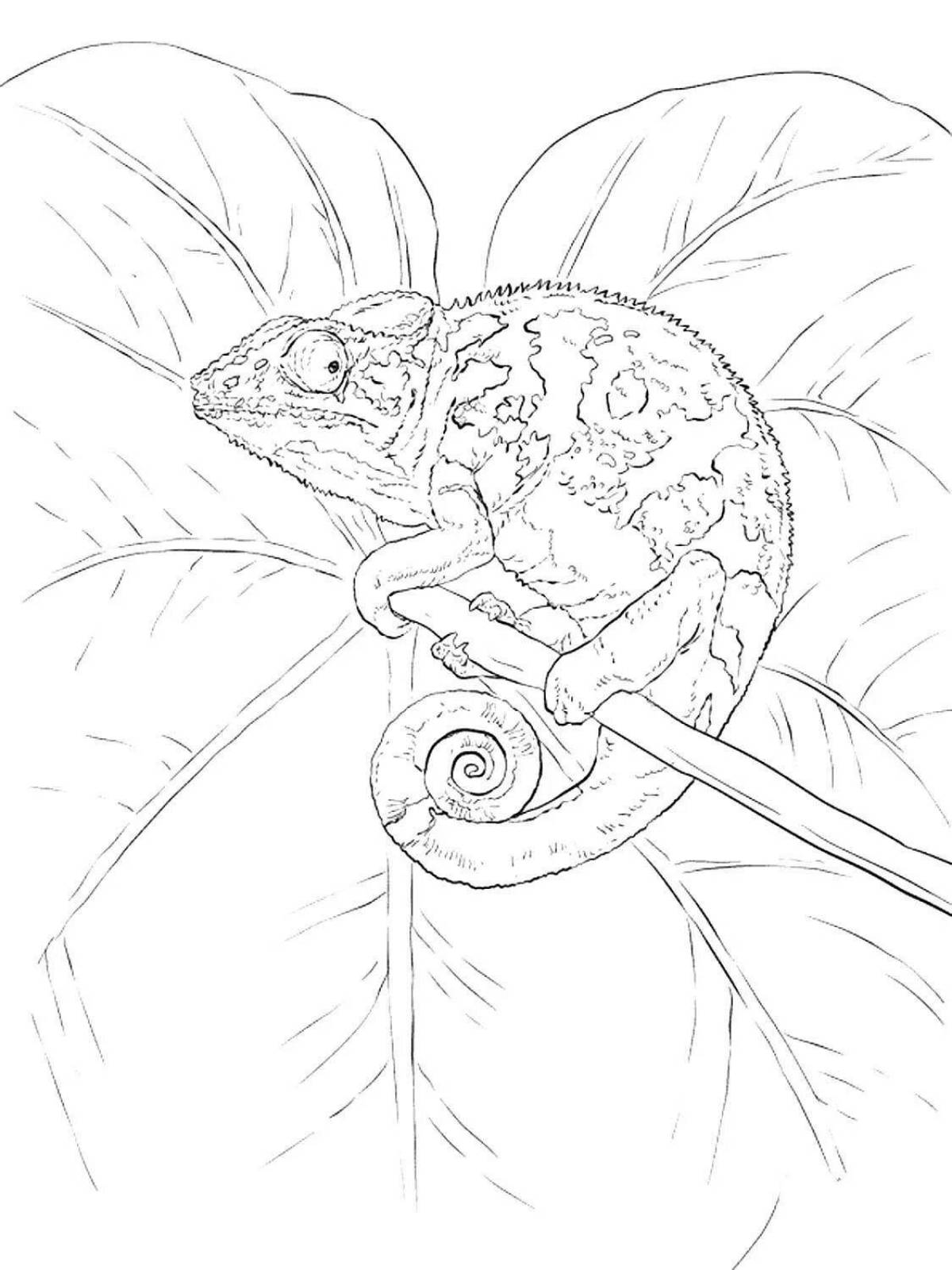 Привлекательный чеховский хамелеон раскраска